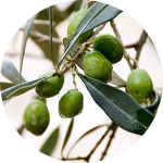 Green olives on a tree branch.