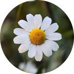 Close-up of a daisy flower